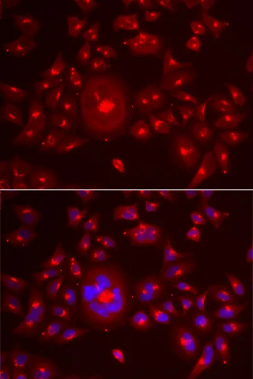 GORASP1 Polyclonal Antibody - image 1