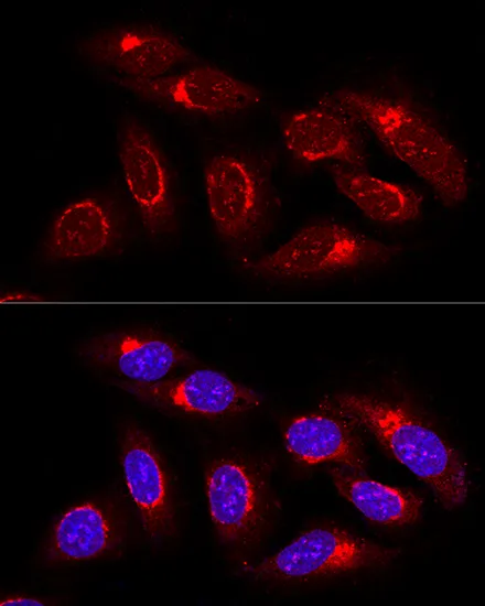 GORASP1 Polyclonal Antibody - image 2