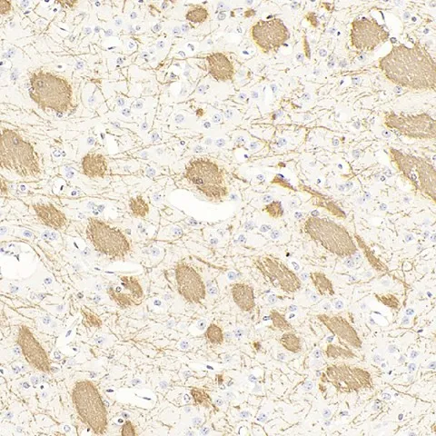 MBP Polyclonal Antibody - image 1