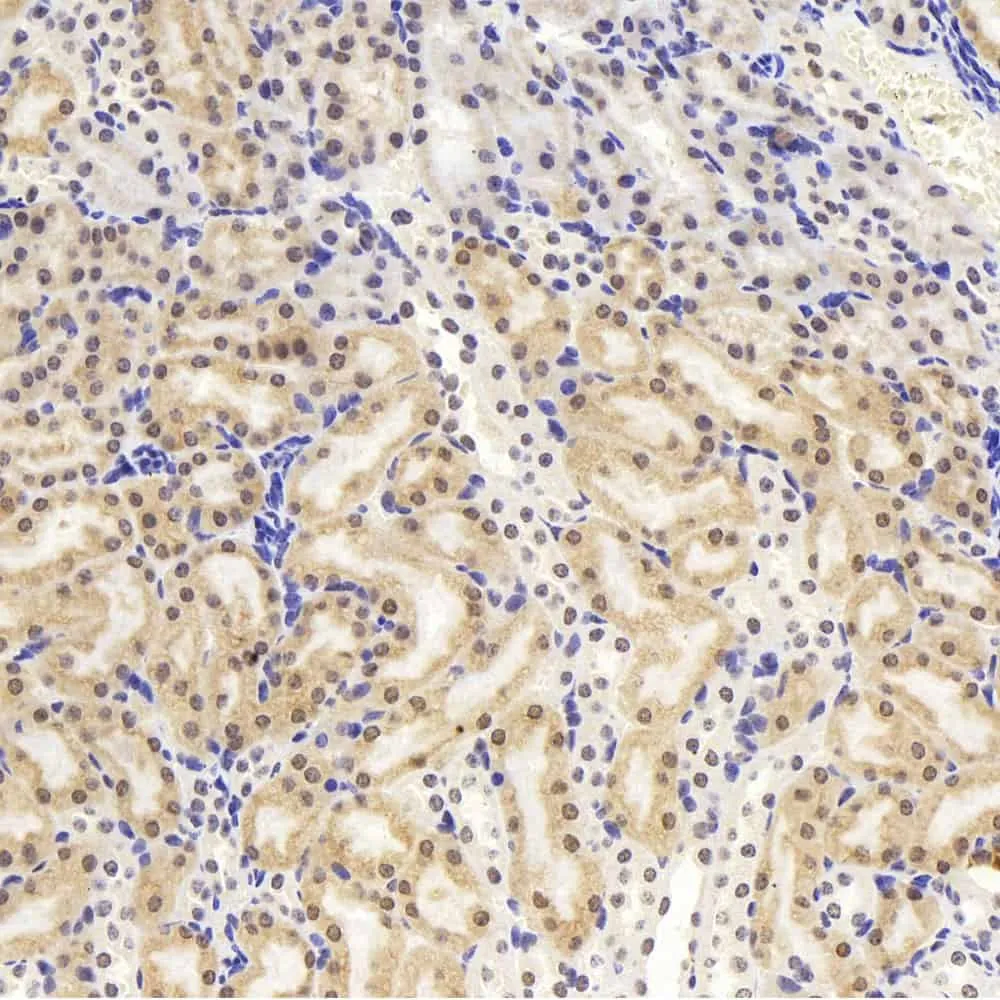 JUN Polyclonal Antibody - image 1
