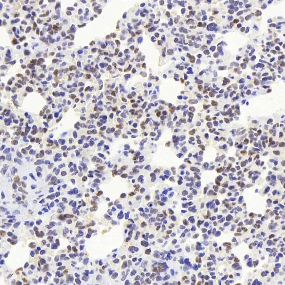 JUN Polyclonal Antibody - image 2