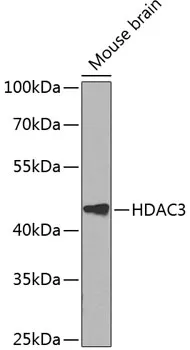 HDAC3 Polyclonal Antibody - image 1
