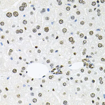 HDAC3 Polyclonal Antibody - image 2