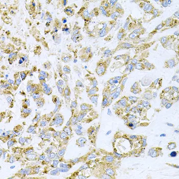 HDAC3 Polyclonal Antibody - image 3