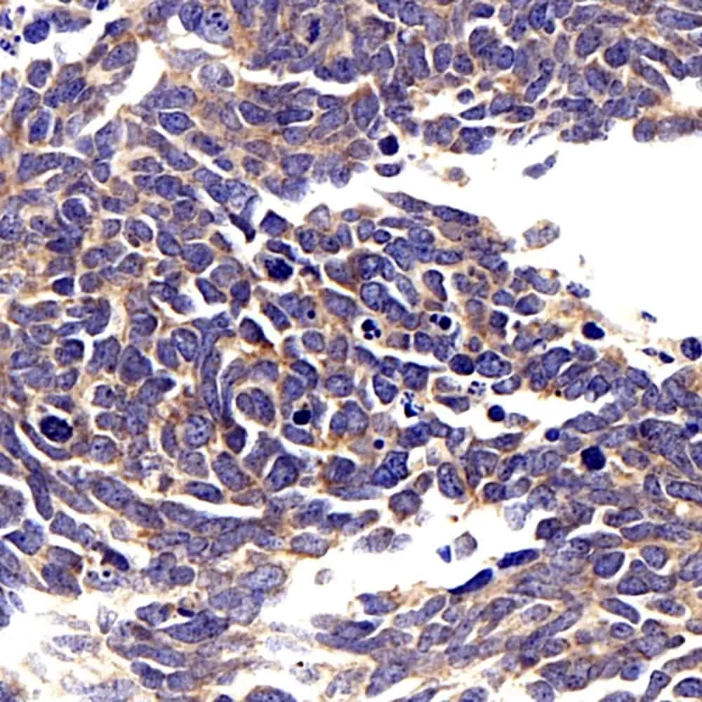 CCL2 Polyclonal Antibody - image 1