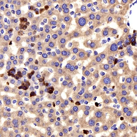 CCL2 Polyclonal Antibody - image 2