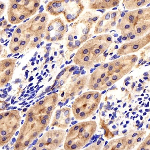 CCL2 Polyclonal Antibody - image 3