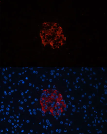 INS Polyclonal Antibody - image 3