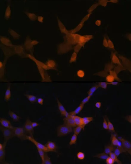 BBC3 Polyclonal Antibody - image 1