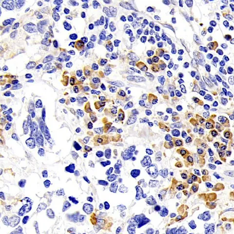 SIRT7 Polyclonal Antibody - image 1