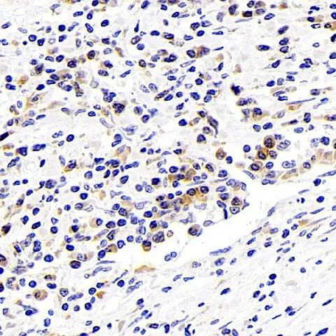 SIRT7 Polyclonal Antibody - image 2