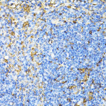 CD27 Polyclonal Antibody - image 1