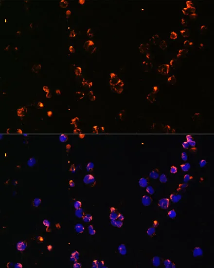 CD27 Polyclonal Antibody - image 2