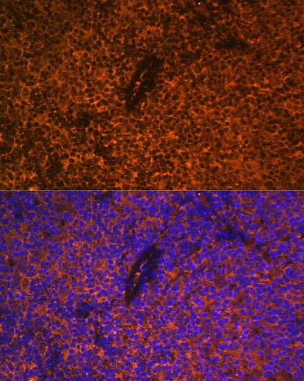 CD27 Polyclonal Antibody - image 3