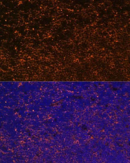 CD27 Polyclonal Antibody - image 4