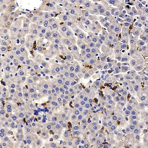 CD68 Polyclonal Antibody - image 1