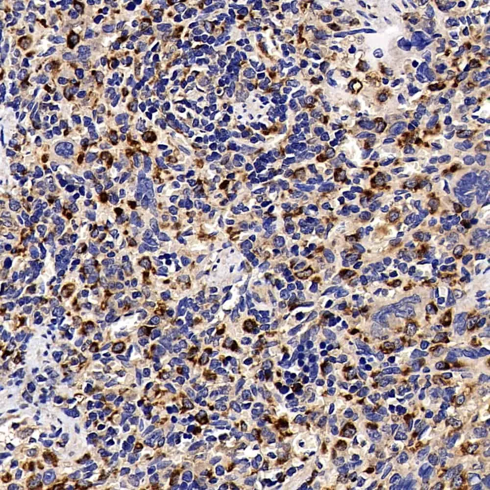 CD68 Polyclonal Antibody - image 2