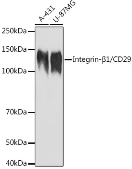 Integrin-β1/CD29 Polyclonal Antibody - image 1