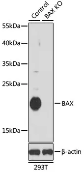 (KO Validated) BAX Polyclonal Antibody - image 1