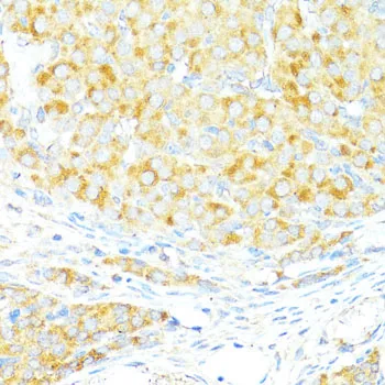 (KO Validated) BAX Polyclonal Antibody - image 2