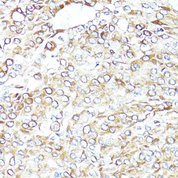 (KO Validated) BAX Polyclonal Antibody - image 3