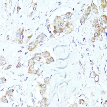 (KO Validated) BAX Polyclonal Antibody - image 4