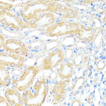 (KO Validated) BAX Polyclonal Antibody - image 6