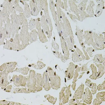 FGF2 Polyclonal Antibody - image 3