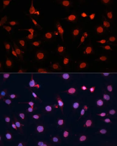 FGF2 Polyclonal Antibody - image 4