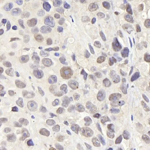 CDC25A Polyclonal Antibody - image 2