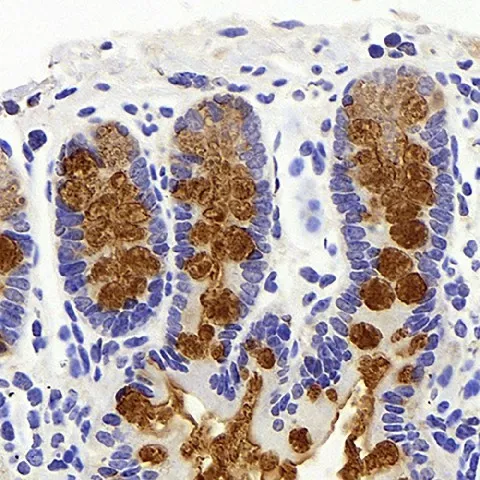 MUC2 Polyclonal Antibody - image 1