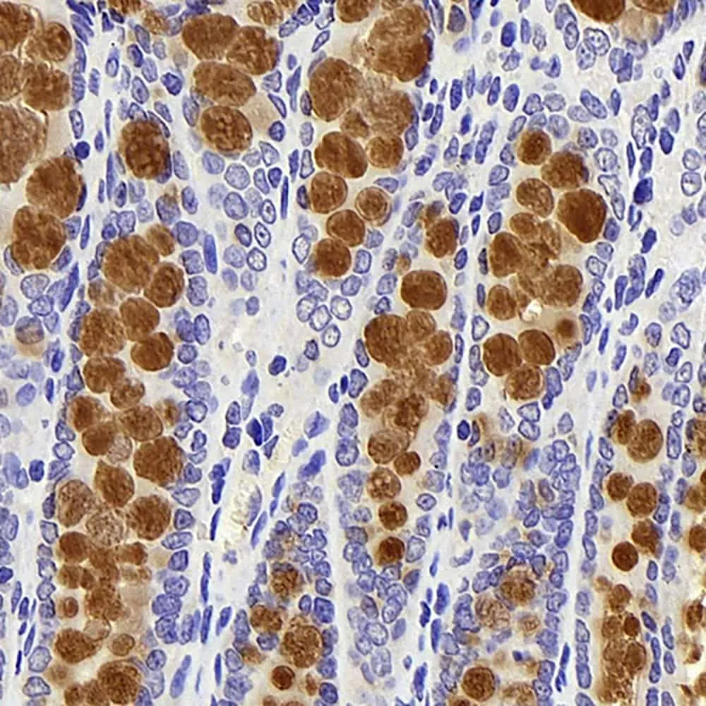 MUC2 Polyclonal Antibody - image 2