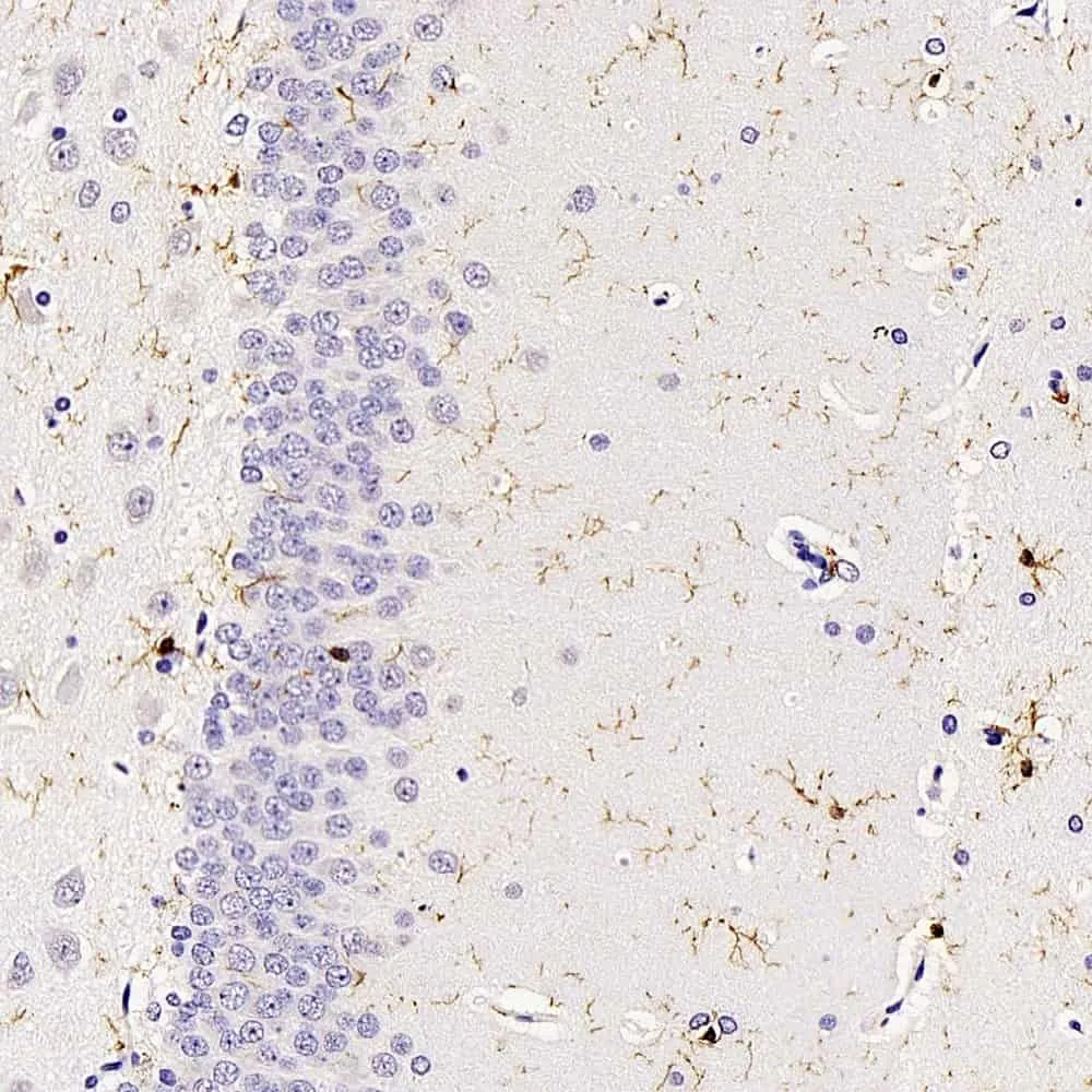 AIF1 Polyclonal Antibody - image 1