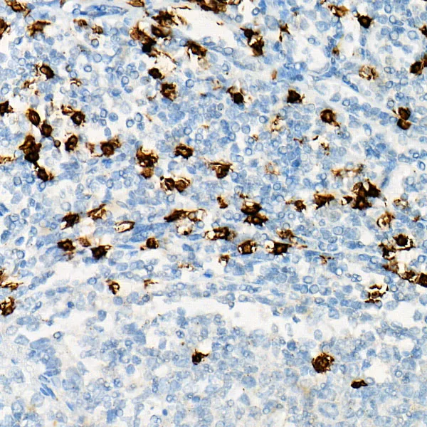 CD8A Polyclonal Antibody - image 2