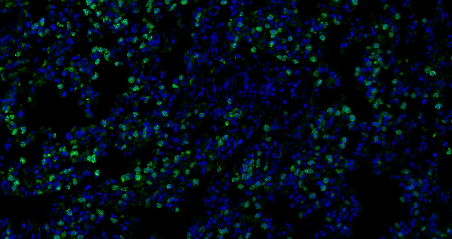 IL10 Polyclonal Antibody - image 1