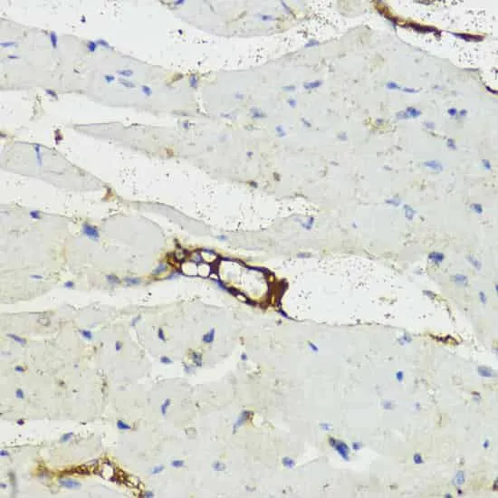 Complement Factor B Polyclonal Antibody - image 2