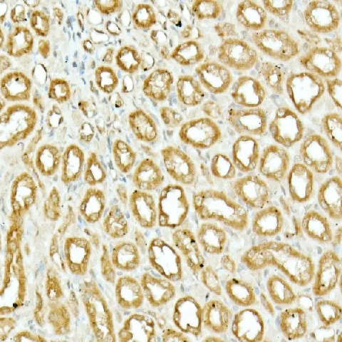 NRF2 Polyclonal Antibody - image 5