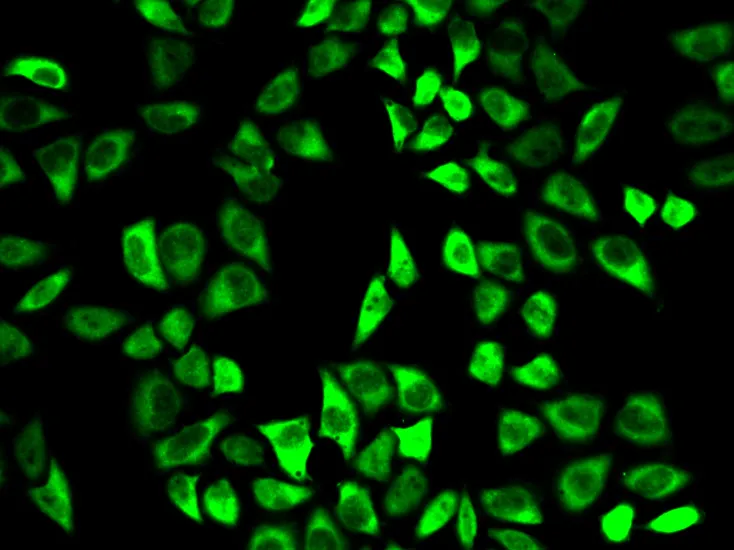 PRDX6 Polyclonal Antibody - image 1
