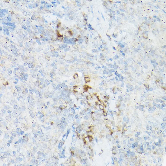 TNF-α Polyclonal Antibody - image 2