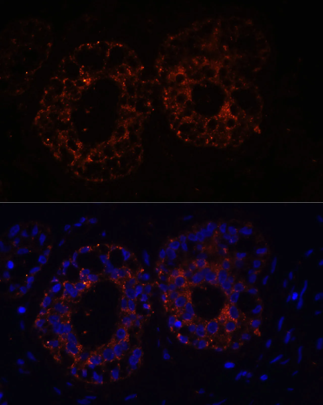 TNF-α Polyclonal Antibody - image 3