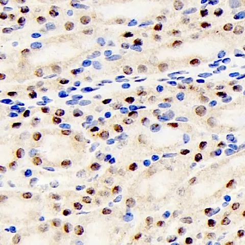 PPARA Polyclonal Antibody - image 1
