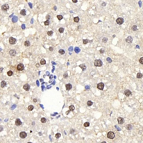 PPARA Polyclonal Antibody - image 2