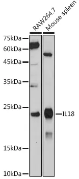 IL18 Polyclonal Antibody - image 1