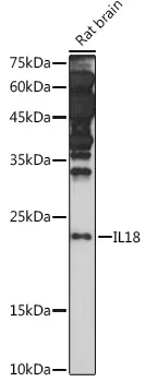 IL18 Polyclonal Antibody - image 2
