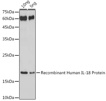IL18 Polyclonal Antibody - image 3
