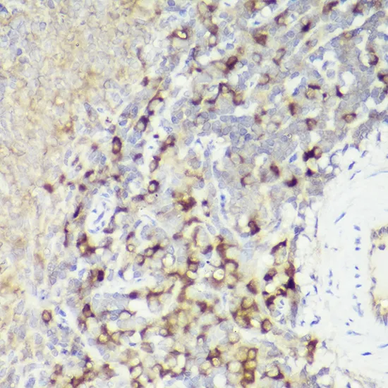 IL18 Polyclonal Antibody - image 6
