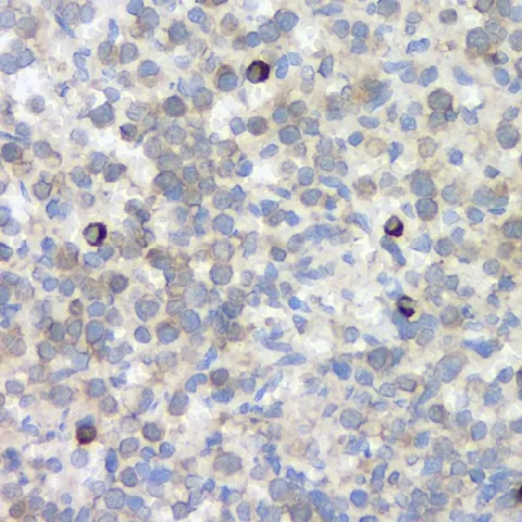 CD284 Polyclonal Antibody - image 1