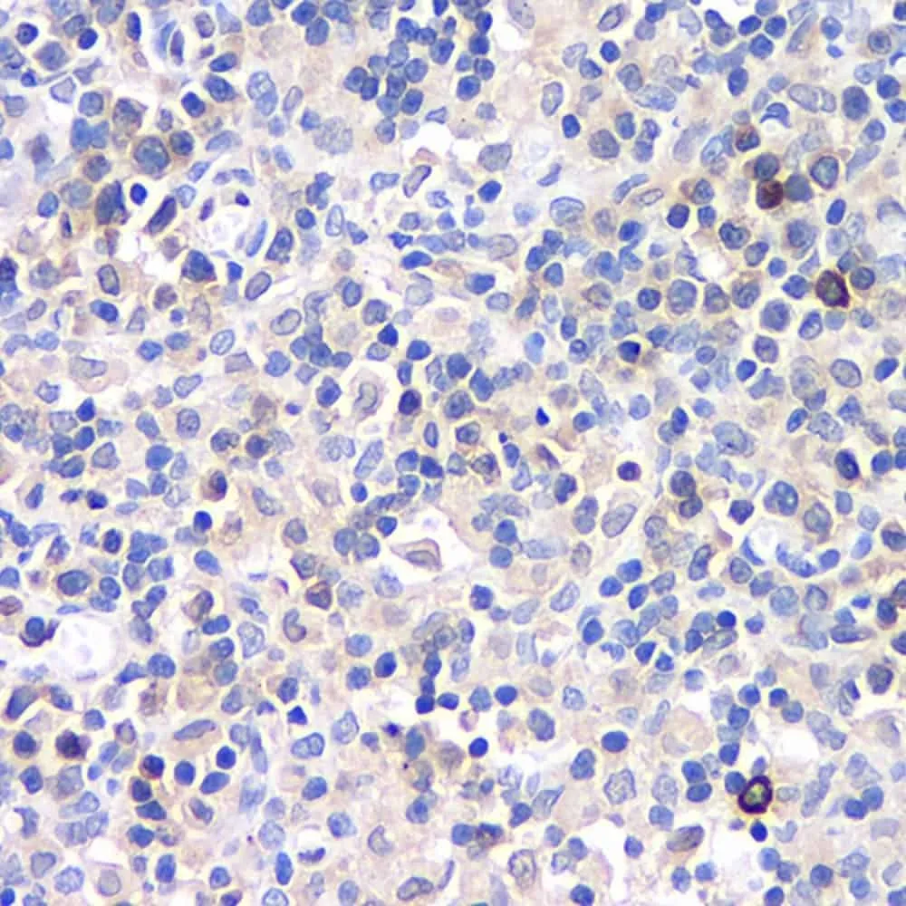 CD284 Polyclonal Antibody - image 2