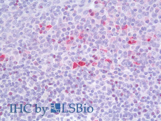 CD284 Polyclonal Antibody - image 3