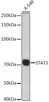 STAT3 Polyclonal Antibody - image 1
